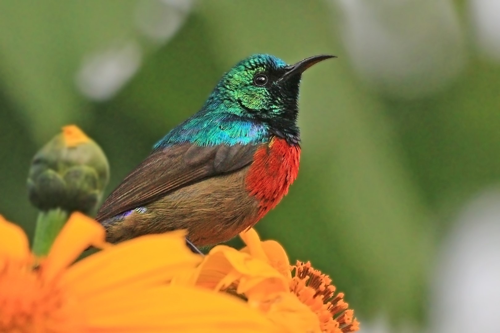 Explore Bwindi | Home to Mountain Gorillas | Karungi Camp