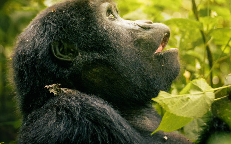 alt="image of a young gorilla's face turned to the sun"