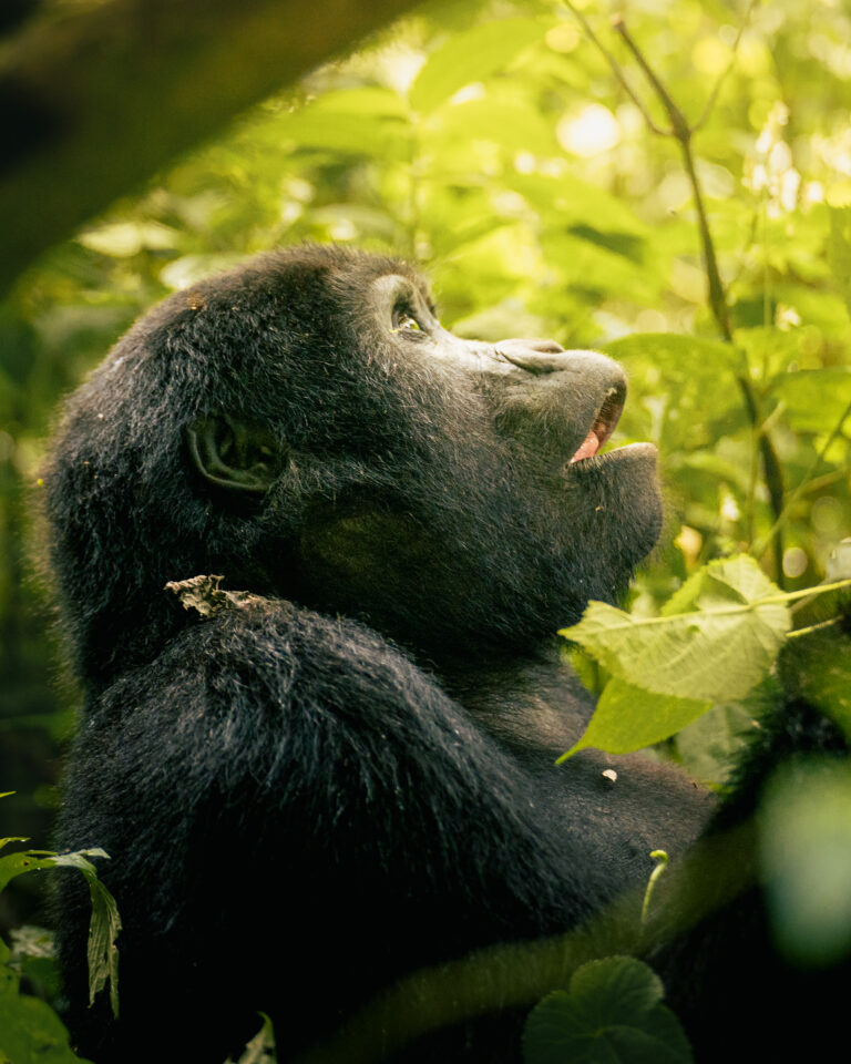 An Unforgettable Gorilla Trekking Adventure