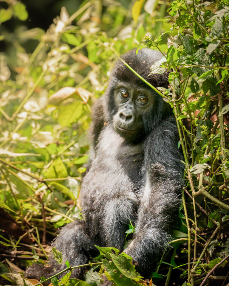 Gorilla Trekking: Unleash Your Inner Explorer